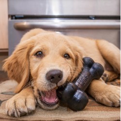 KONG Extreme Goodie Bone L