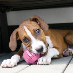 KONG Puppy Activity Ball M