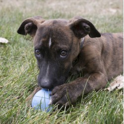 KONG Puppy Ball with Hole 1 szt. M/L