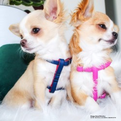 DINGO Szelki skórzane dla Yorka "New York" - Granatowo-czerwone