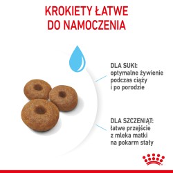 ROYAL CANIN Maxi Starter Mother & Babydog karma sucha dla suk w ciąży i okresie laktacji oraz szczeniąt ras dużych 15 kg