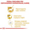 ROYAL CANIN Dachshund Adult karma sucha dla psów dorosłych rasy jamnik 1,5 kg