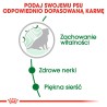 ROYAL CANIN Mini Ageing 12+ karma sucha dla psów dojrzałych ras małych, po 12 roku życia 3,5kg