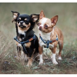 AMIPLAY Szelki regulowane Denim - Granatowe L