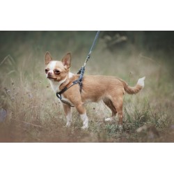 AMIPLAY Szelki regulowane Denim - Granatowe S