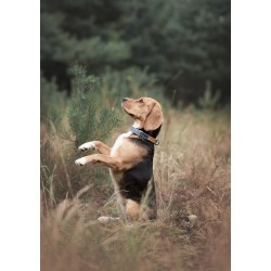 AMIPLAY Obroża regulowana Denim - Granatowa XL