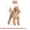 ROYAL CANIN Poodle Adult karma sucha dla psów dorosłych rasy pudel miniaturowy 1,5kg