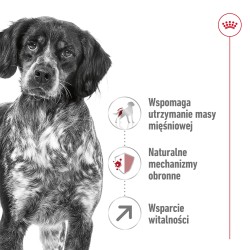 ROYAL CANIN Medium Adult 7+ karma sucha dla psów starszych ras średnich, od 7 do 10 roku życia 2x 15kg