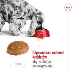 ROYAL CANIN Medium Adult 7+ karma sucha dla psów starszych ras średnich, od 7 do 10 roku życia 2x 15kg