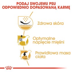 ROYAL CANIN Pug Adult karma sucha dla psów dorosłych rasy mops 2x 1,5kg