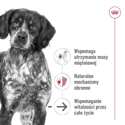 ROYAL CANIN Medium Ageing 10+ karma sucha dla psów dojrzałych ras średnich, po 10 roku życia 15 kg