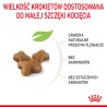 ROYAL CANIN Kitten karma sucha dla kociąt od 4 do 12 miesiąca życia 2x 10 kg