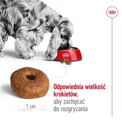 ROYAL CANIN Medium Ageing 10+ karma sucha dla psów dojrzałych ras średnich, po 10 roku życia 2x 15kg