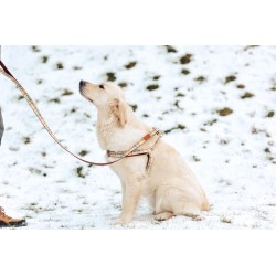 ZOLUX Smycz IMAO Scott - niebieska 20mm