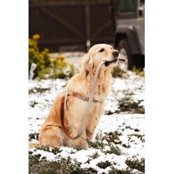 ZOLUX Szelki IMAO Mayfair - szare 25mm