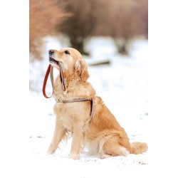 ZOLUX Szelki IMAO Mayfair - szare 25mm