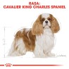 ROYAL CANIN Cavalier King Charles Adult karma sucha dla psów dorosłych rasy cavalier king charles spaniel 2x 1,5kg