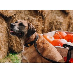 DINGO Smycz przedłużana z taśmy bawełnianej - czarna 2,0cm x 120-220cm