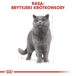 ROYAL CANIN British Shorthair karma sucha dla kotów dorosłych rasy brytyjski krótkowłosy 2x 10 kg