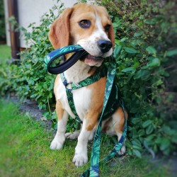 LAUREN DESIGN Color Szelki guard - forest S