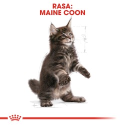 ROYAL CANIN Maine Coon Kitten karma sucha dla kociąt do 15 miesiąca, rasy maine coon 2kg