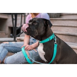 DINGO Obroża Silver (pojedyncza taśma) 1,6 x 40cm różowo - szara