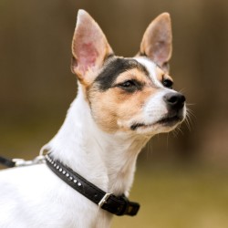 DINGO Obroża Glamour  szer. 16 mm x 35 cm -  czerwona