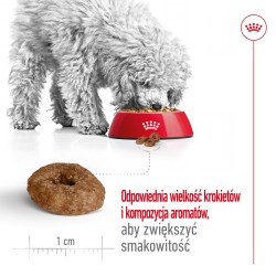 ROYAL CANIN Mini Ageing 12+ karma sucha dla psów dojrzałych ras małych, po 12 roku życia 2x 3,5kg