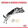 ROYAL CANIN German Shepherd Adult 5+ karma sucha dla dorosłych psów rasy owczarek niemiecki, powyżej 5 roku życia 3 kg