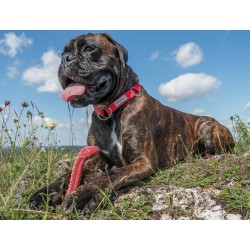 AMIPLAY Obroża półzaciskowa Samba - Pomarańczowa XL