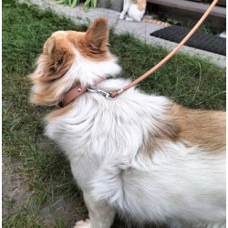 DINGO Obroża skórzana podszyta filcem - Brązowa  2,2/55cm