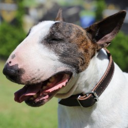 DINGO Obroża skórzana podszyta filcem - Brązowa  2,2/55cm