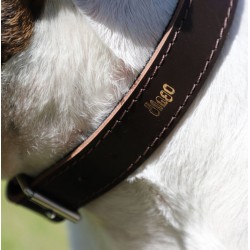 DINGO Obroża skórzana podszyta filcem - Brązowa  2,2/55cm