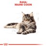 ROYAL CANIN Maine Coon Adult karma sucha dla kotów dorosłych rasy maine coon 4 kg