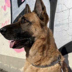 DINGO Obroża łańcuszkowa zaciągana - podwójna 2 x 30 cm