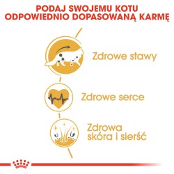 ROYAL CANIN Maine Coon Adult karma sucha dla kotów dorosłych rasy maine coon 2x 10 kg
