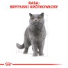 ROYAL CANIN British Shorthair karma sucha dla kotów dorosłych rasy brytyjski krótkowłosy 2kg