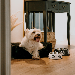 DINGO miska "Fibi" - biała 1,5l