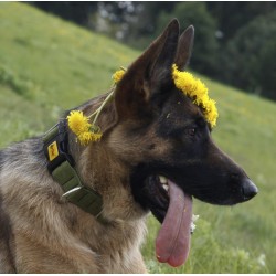 DINGO obroża "Scandi" - czerwona 3,0 x 60 cm