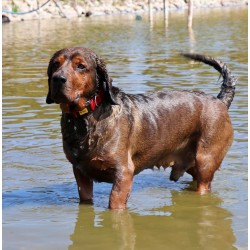 DINGO obroża "Scandi" - czerwona 3,0 x 60 cm