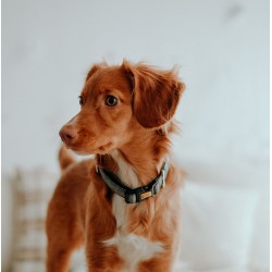 DINGO obroża "Scandi" - czerwona 4,0 x 75 cm