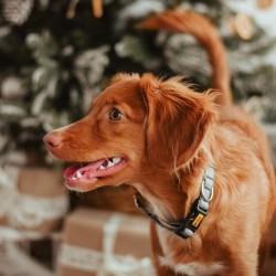 DINGO obroża "Scandi" - szara 2,0 x 45 cm