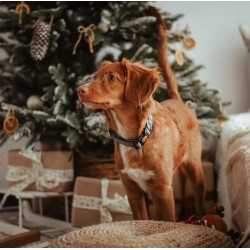 DINGO obroża "Scandi" - szara 2,0 x 45 cm