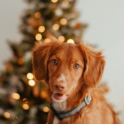 DINGO obroża "Scandi" - fioletowa 4,0 x 75 cm