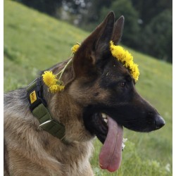 DINGO obroża "Scandi" - zielona 2,0 x 45 cm