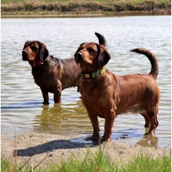 DINGO obroża "Scandi" - zielona 3,0 x 60 cm