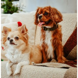 DINGO obroża "Scandi" - zielona 4,0 x 75 cm