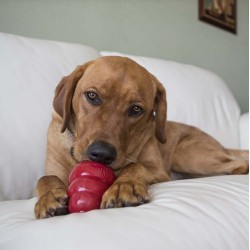 KONG Snacks Bacon and Cheese L