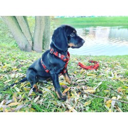 LAUREN DESIGN Color Szelki guard - hexagon S