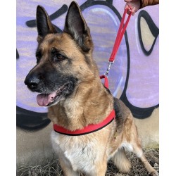 DINGO Krótka smycz rączka (2,5 x 40 cm) - czerwona